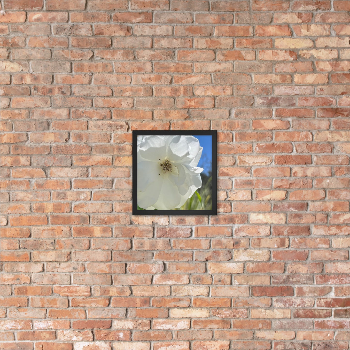 fever flower.|