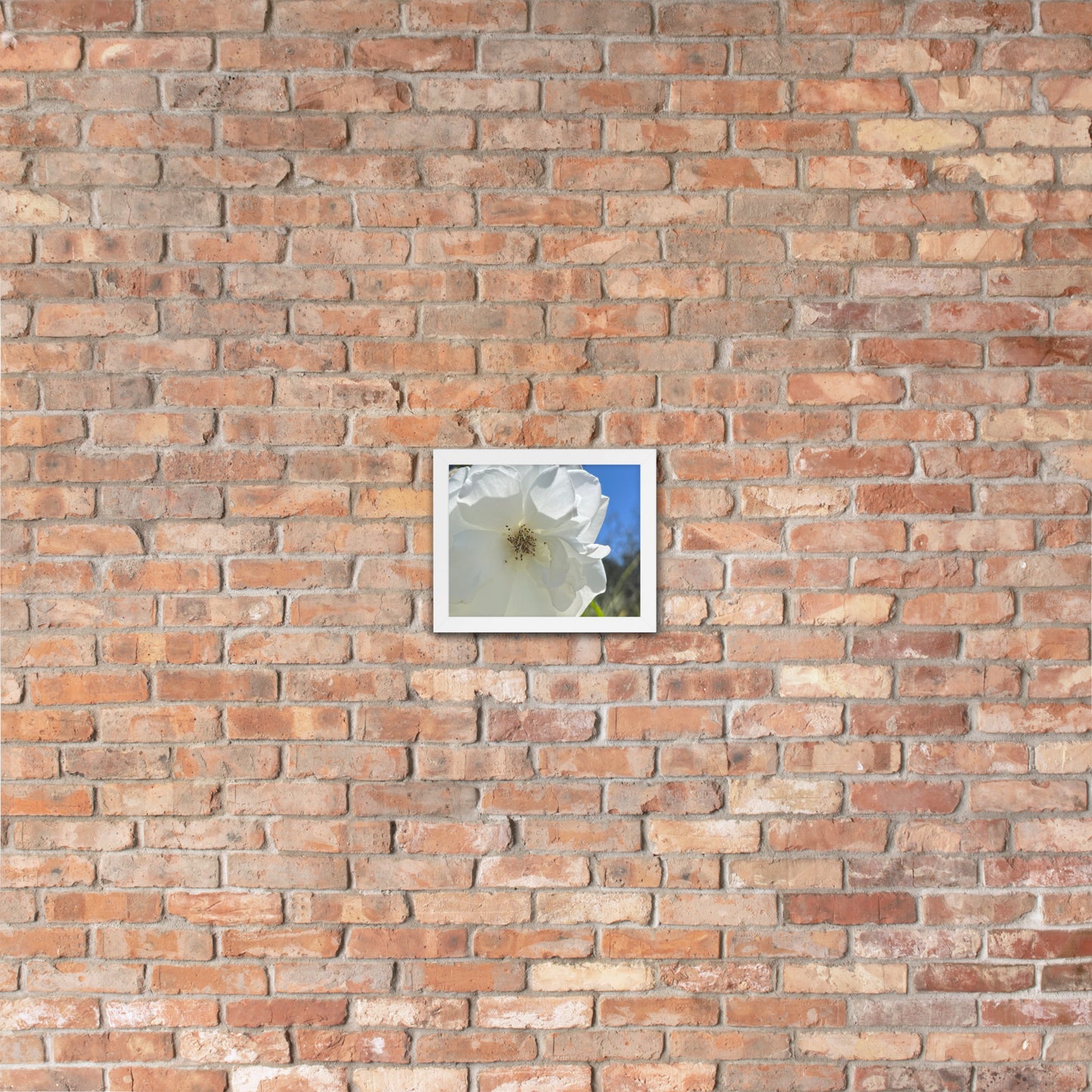 fever flower.|